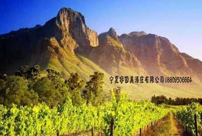 寧夏正宗酒莊聯系電話-酒莊零售價格-葡糖酒酒莊