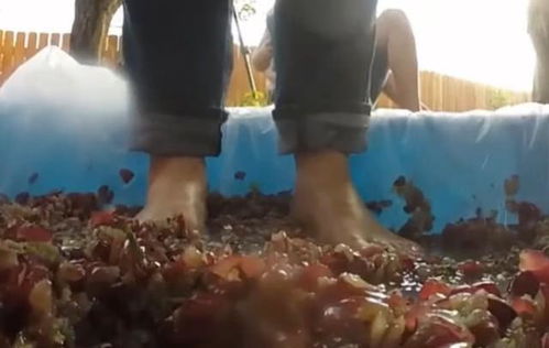 用腳踩出來(lái)的葡萄酒更高級(jí) 看完制作過(guò)程,網(wǎng)友直呼 不想喝了