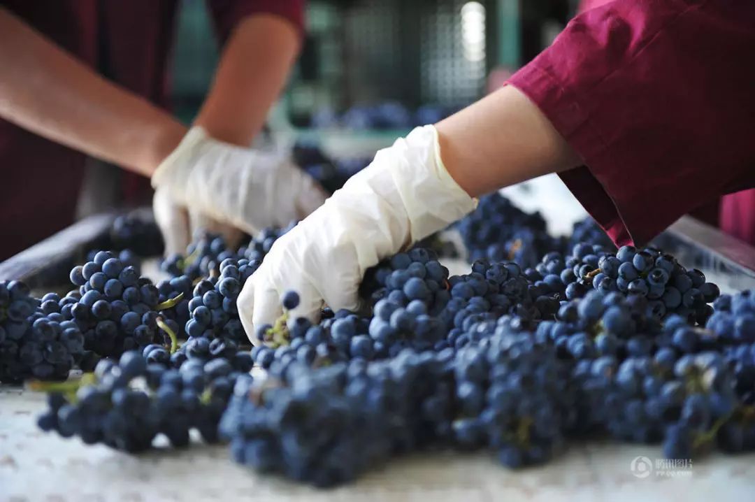 釀酒之道 | 史上最全葡萄酒釀酒過程詳解